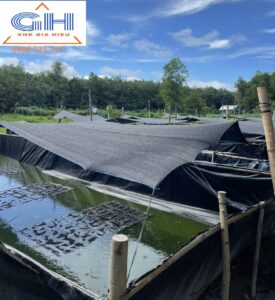 Bạt đen Hàn Quốc làm hồ nuôi ếch