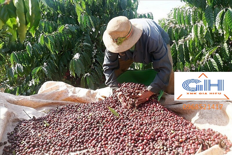 Bạt Trắng 19 Bạt trắng hái cà phê